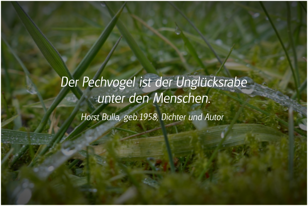 Spruch: Der Pechvogel ist der Unglücksrabe. Horst Bulla